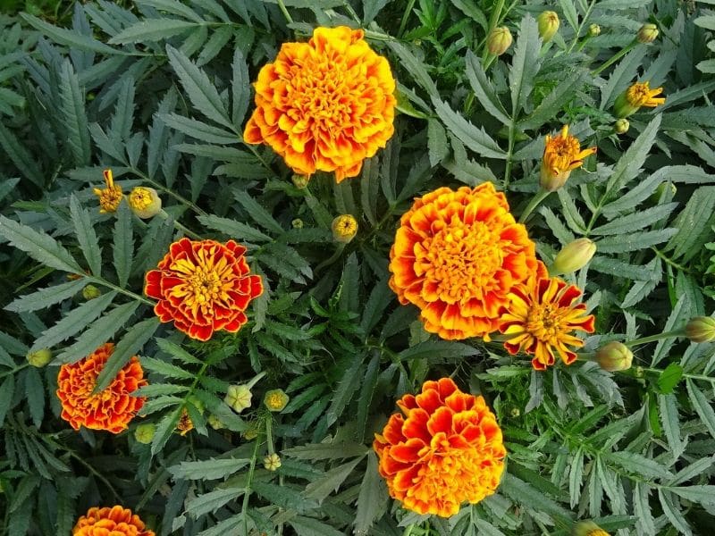 french marigold