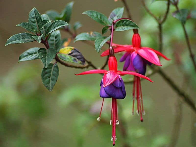 fuchsia flowers