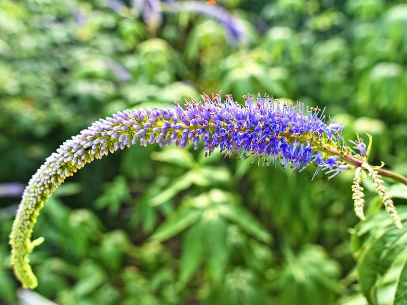 garden speedwell