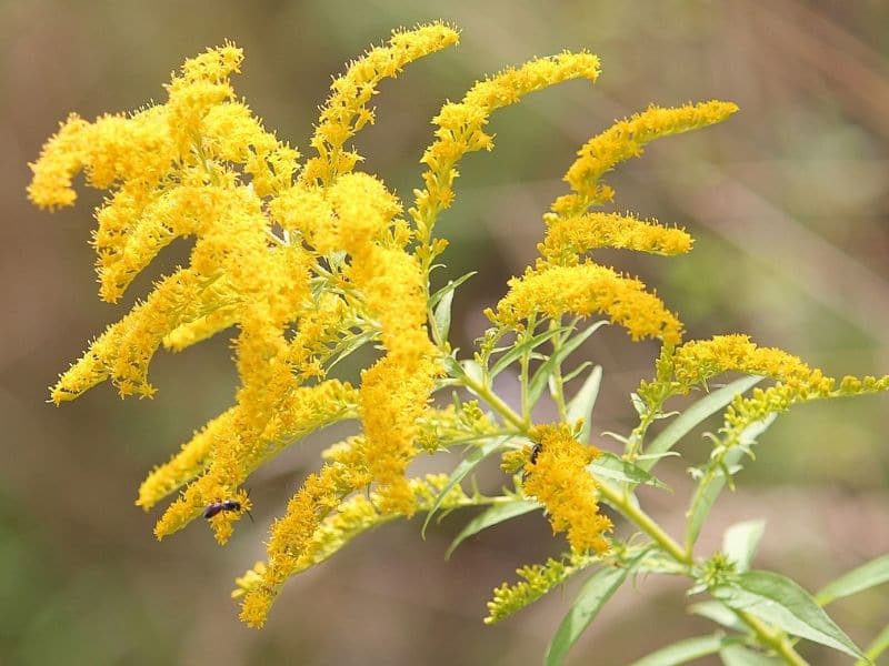 goldenrod