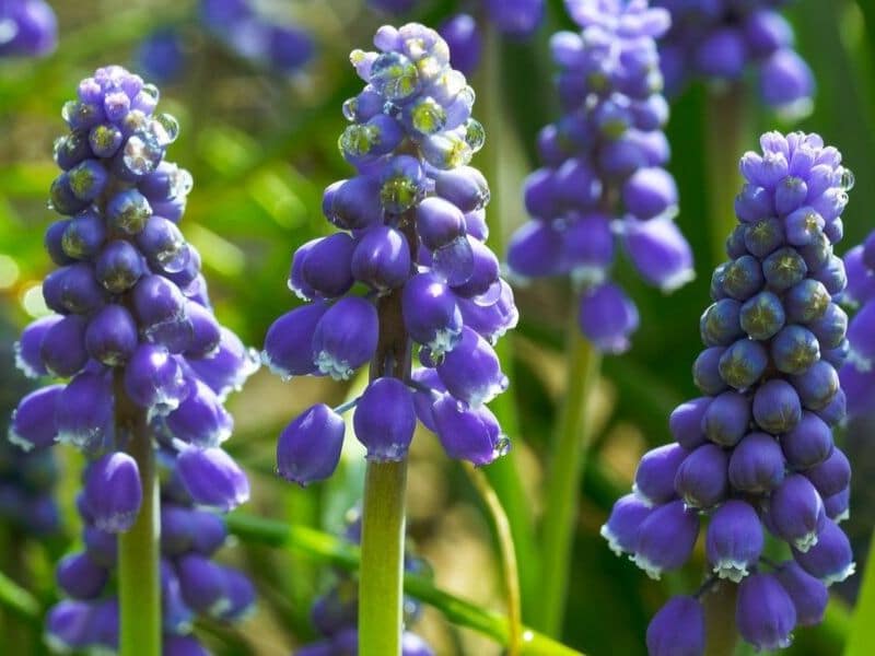 grape hyacinth