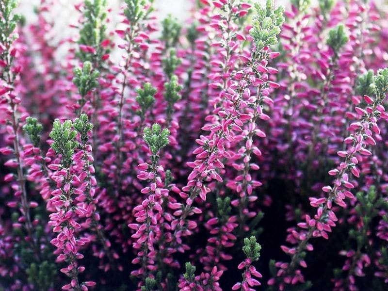 heather flowers