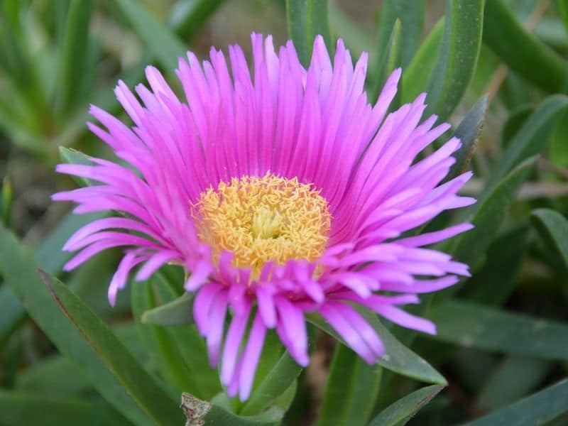 ice plant