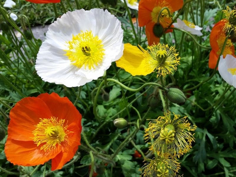 iceland poppies