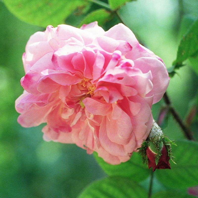 jeanne de montfort rose