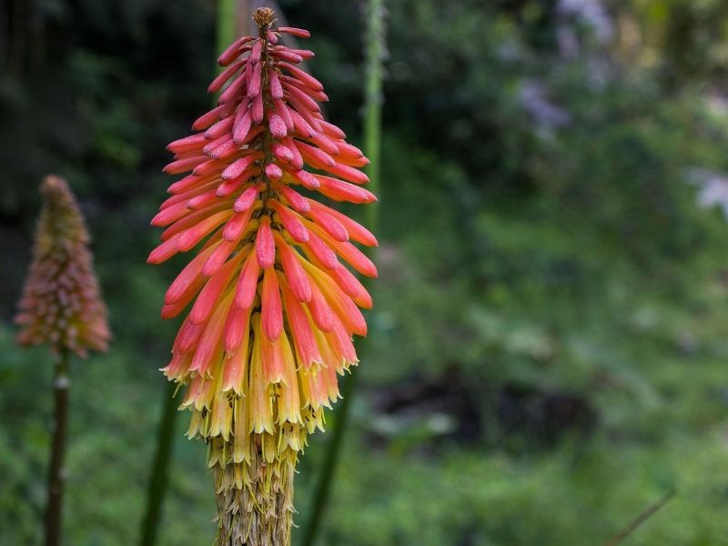 kniphofia