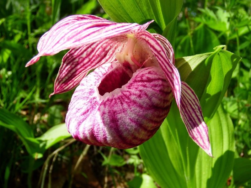 lady's slipper orchids