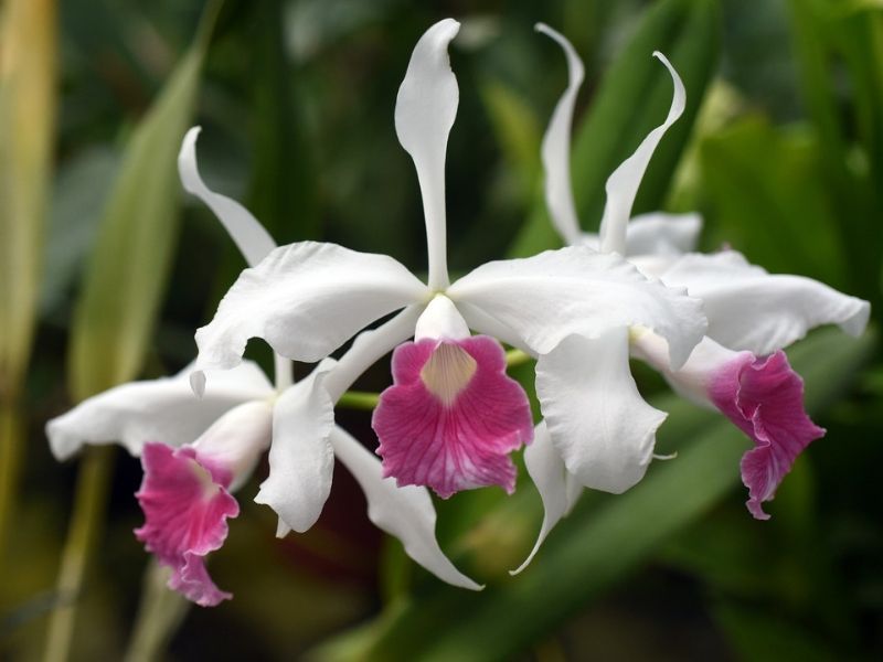 laelia orchid