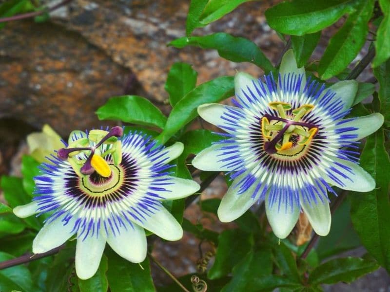 light blue passionflower