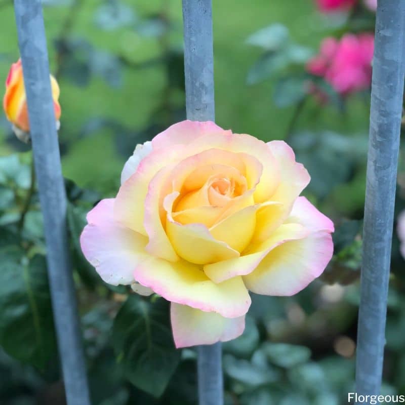 light yellow rose