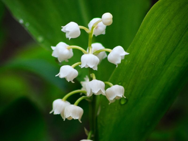 lily of the valley