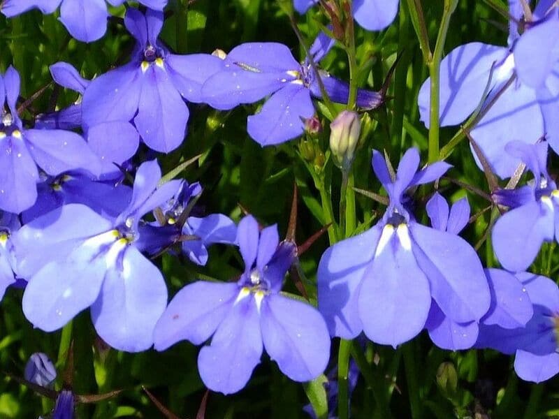 lobelia 