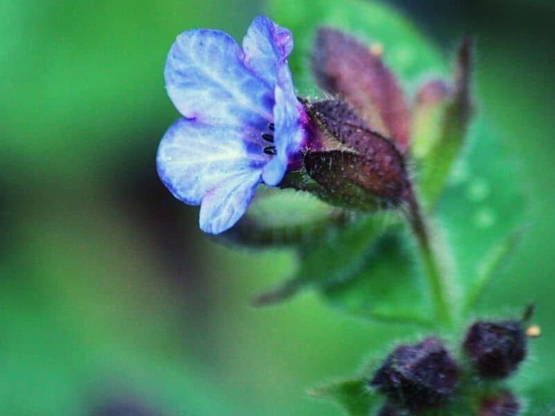 lungwort flowers