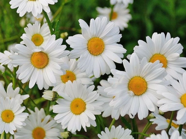 Daisy Flower Meaning and Symbolism
