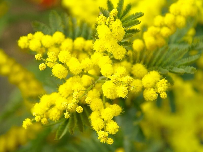 Lovely Meaning And Symbolism Of Mimosa Flower You Want To Know Florgeous