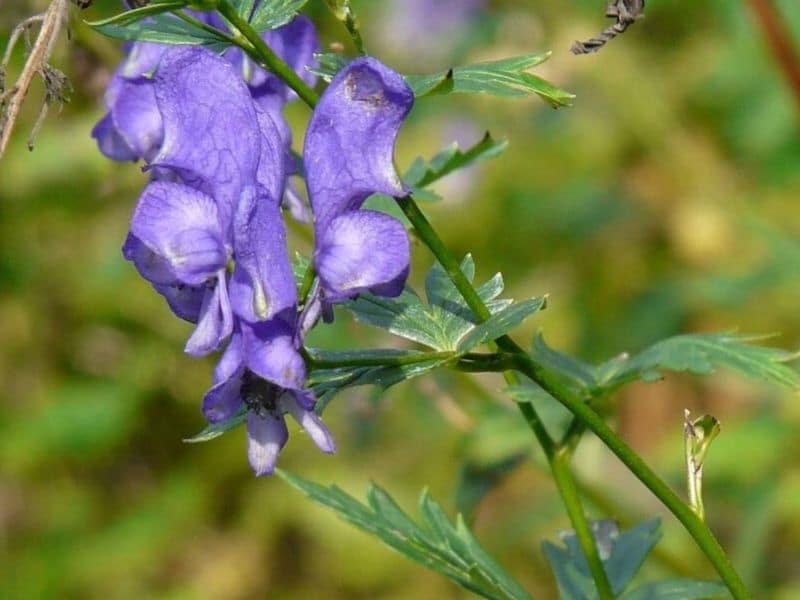 monkshood flower