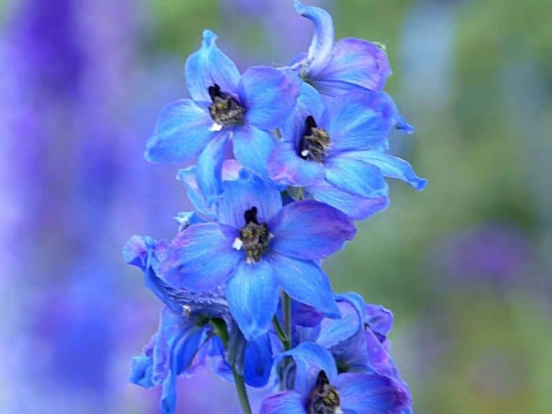 mountain larkspur