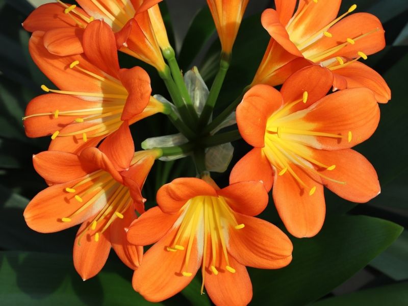 orange kaffir lily