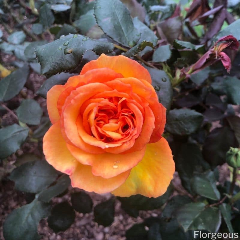 orange rose closeup