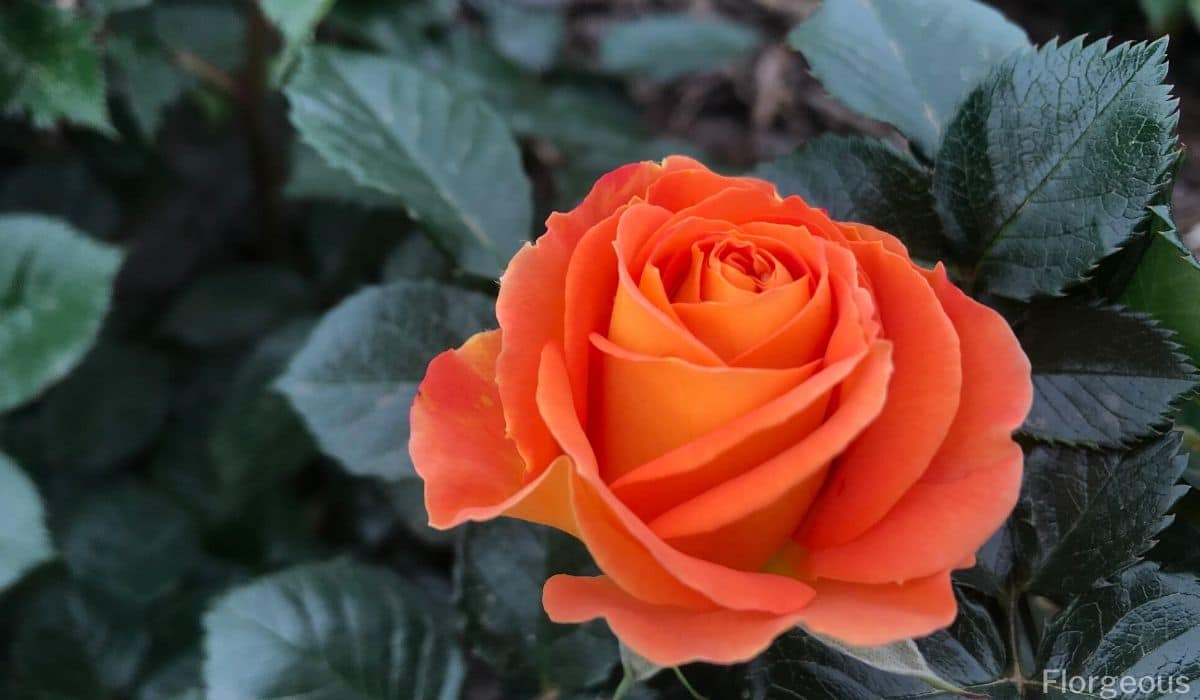 Orange Roses Varieties Meanings And Pictures Florgeous
