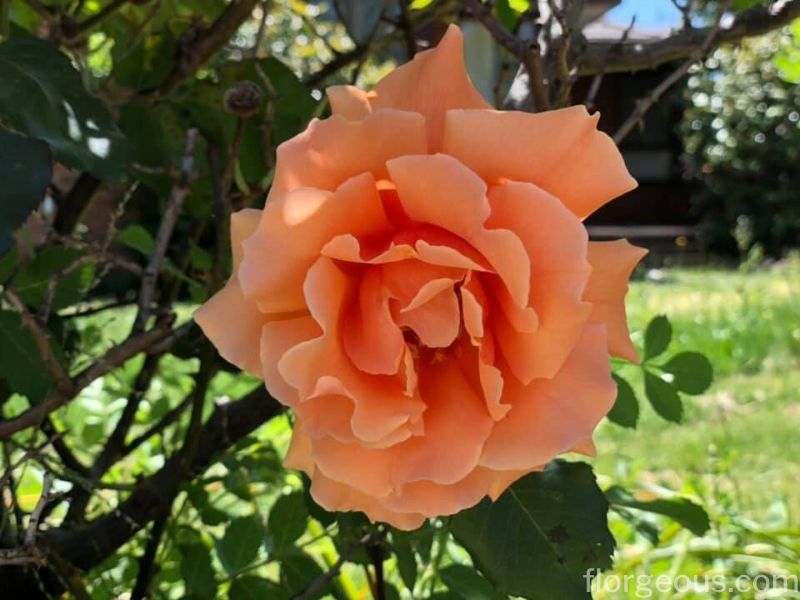 orange rose history