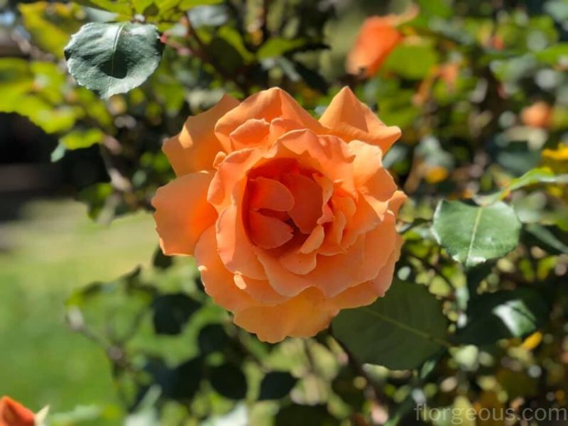 orange rose meanings