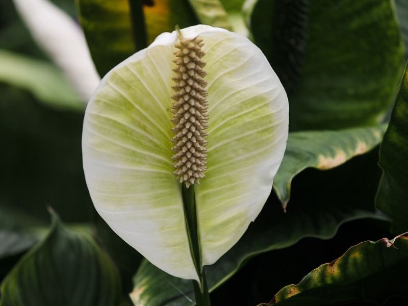 Peace Lily