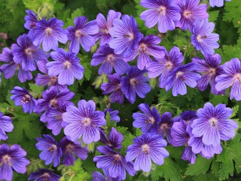 perennial geranium