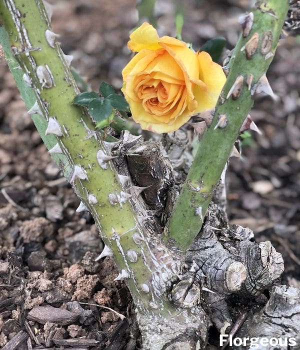 picture of rose thorns