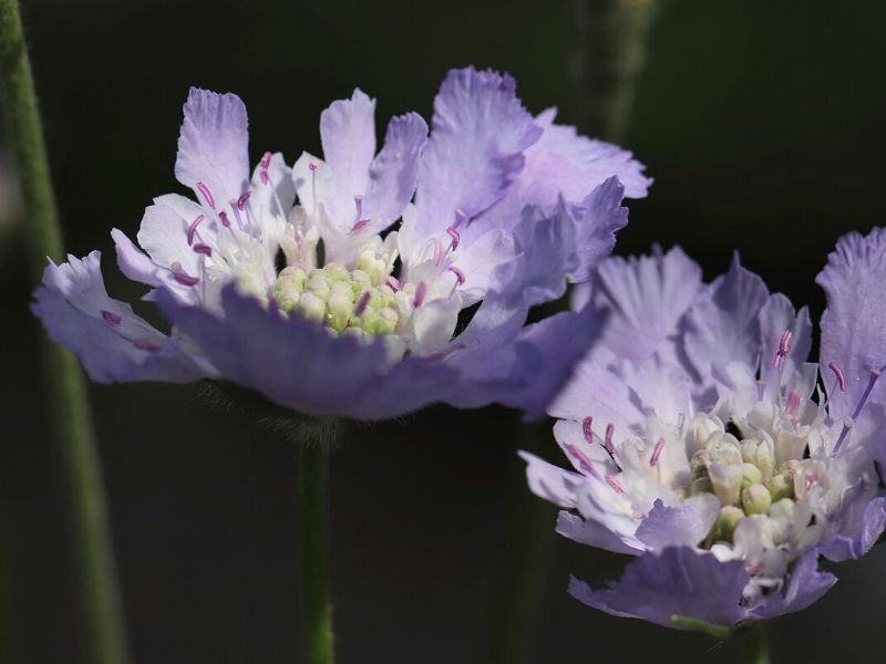 pincushion flower