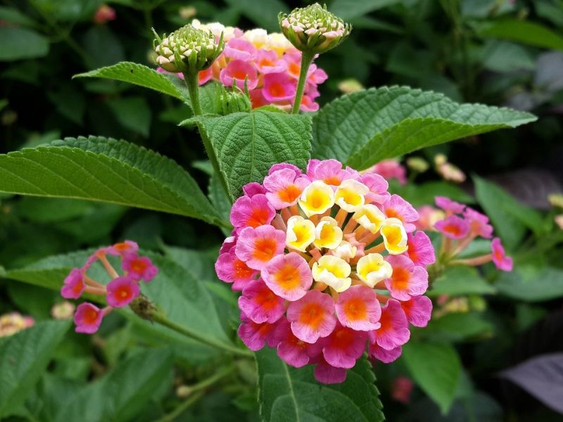 pink and yellow lantana