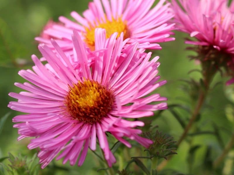 pink asters