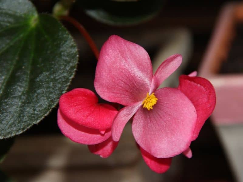 pink begonia