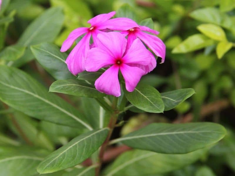 pink catharanthus