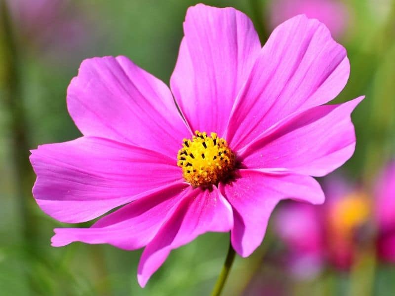 pink cosmos 