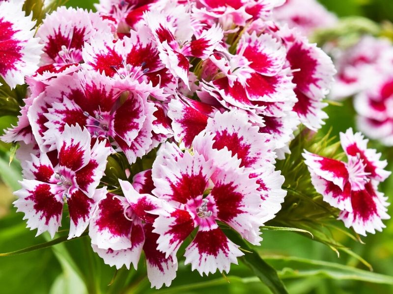 pink dianthus