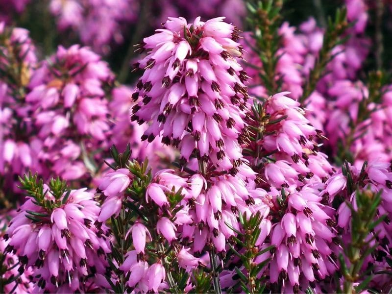 Aerial pineapple flowers pink home garden hybrid succulent rare plants 20 seeds 