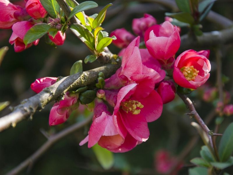 pink flowering quince