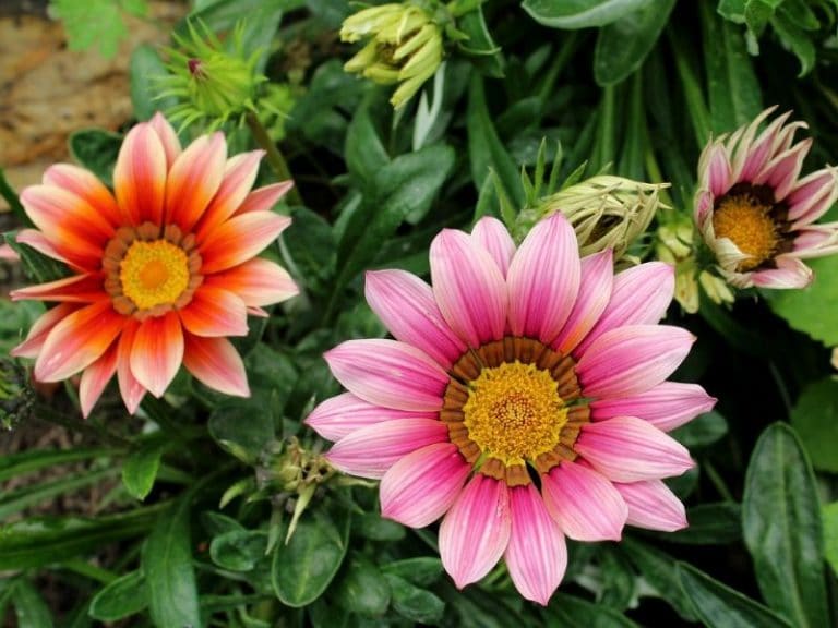 Gazania (Treasure Flower) Types, How to Grow and Care