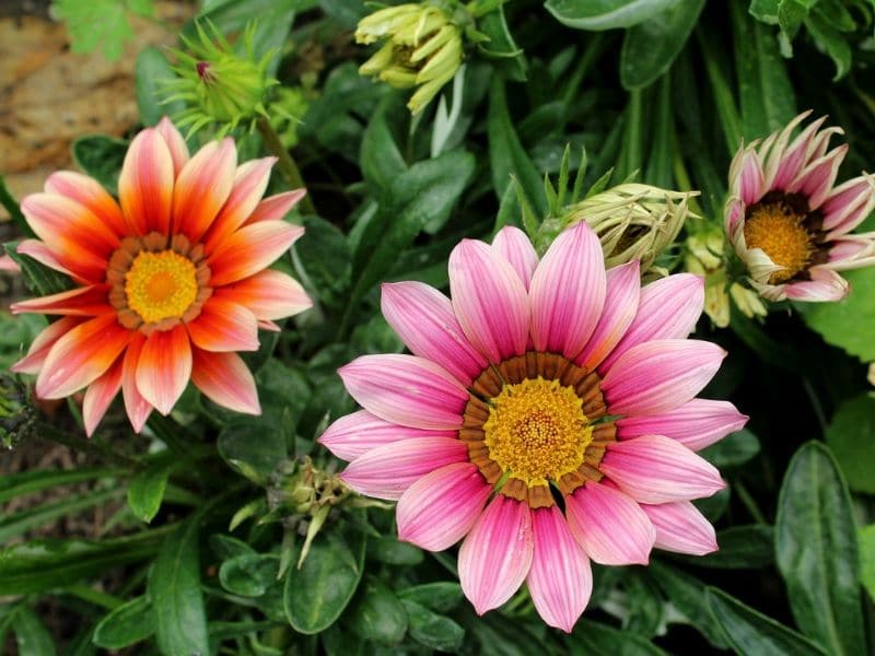 pink gazania