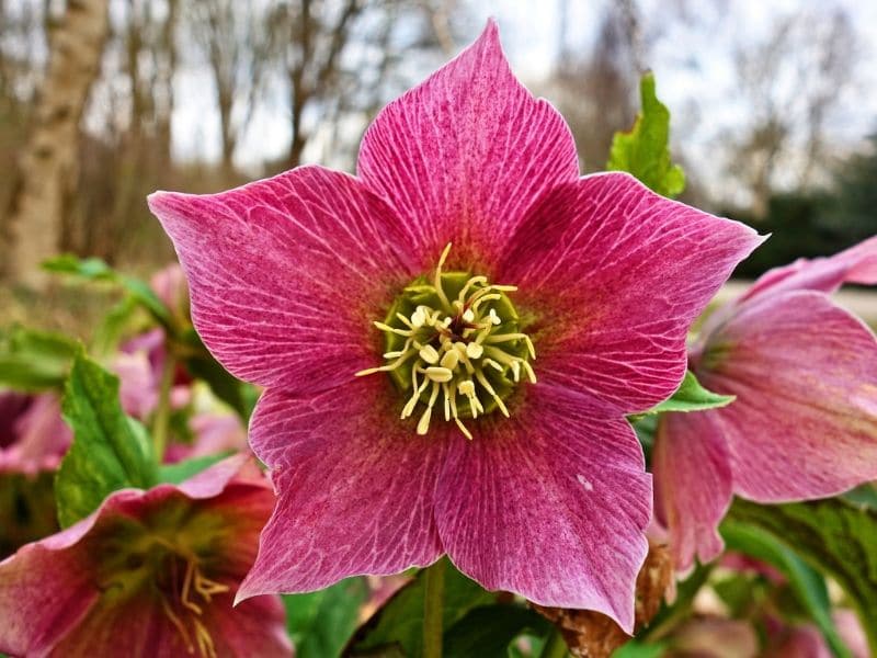 pink hellebore