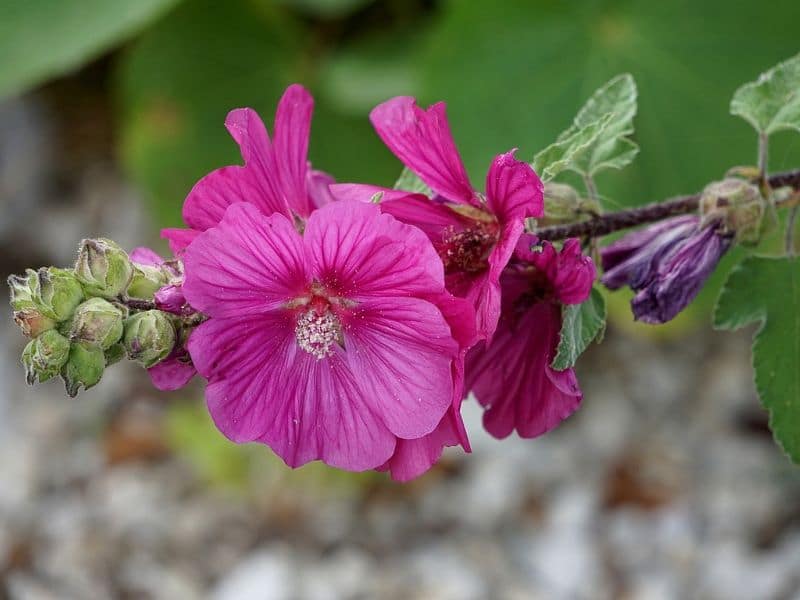 pink hollyhock