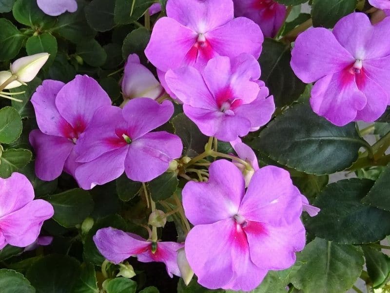 pink impatiens