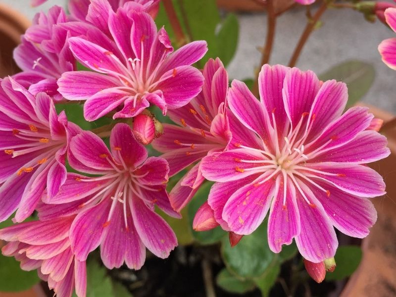 pink lewisia