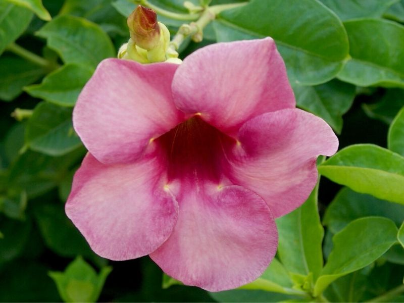 mandevilla