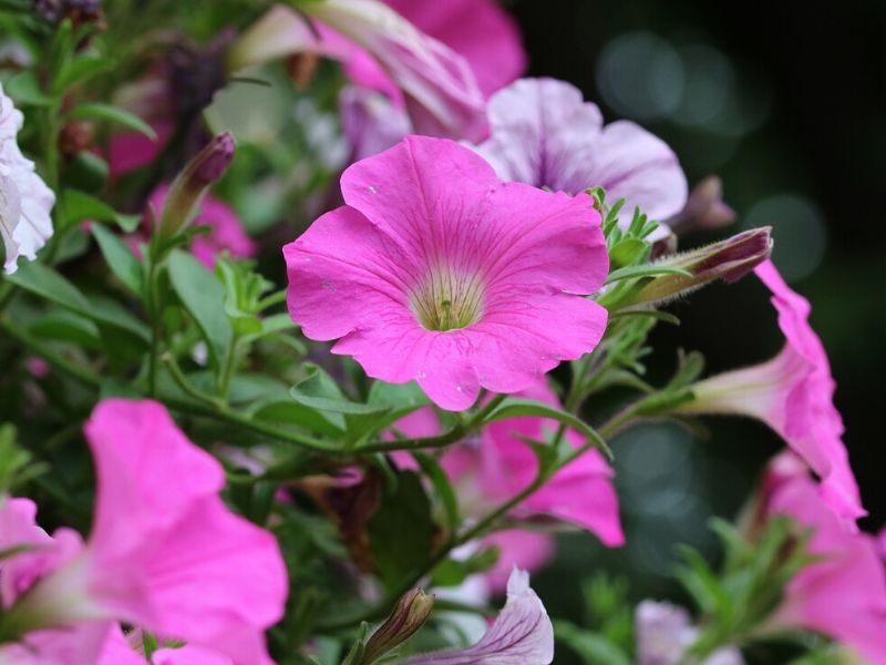 pink morning glory