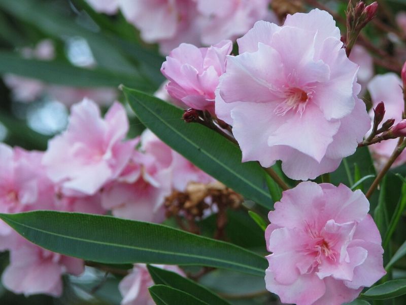 pink oleander