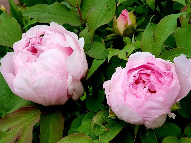 pink peony