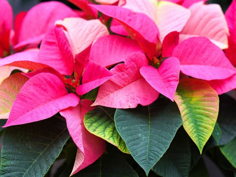 Poinsettia Tattoos Symbolism Meanings  More