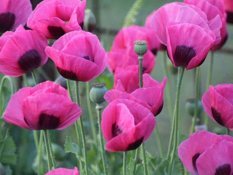 pink poppies